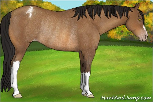 Horse Color:Gray Amber Champagne Varnish Rabicano
