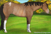 Horse Color:Gray Amber Champagne Appaloosa Rabicano 