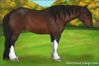 Horse Color:Gray Bay 
