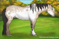 Horse Color:Amber Champagne Dun Frame 