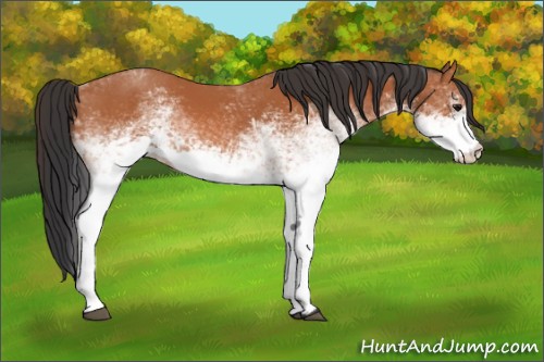 Horse Color:White Spotted Bay