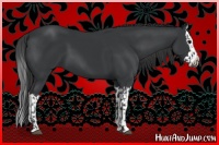 Horse Color:Black  and Black Splash 