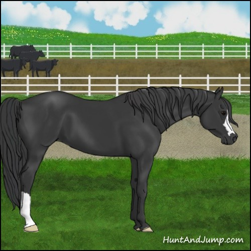 Horse Color:Black 