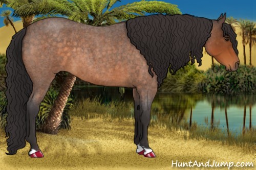 Horse Color:Buckskin Roan 