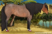 Horse Color:Buckskin Roan 