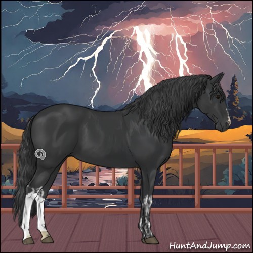 Horse Color:Black and Black
