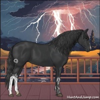 Horse Color:Black and Black