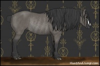 Horse Color:Grullo Rabicano 