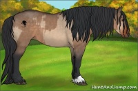 Horse Color:Bay Dun  and Bay Dun 
