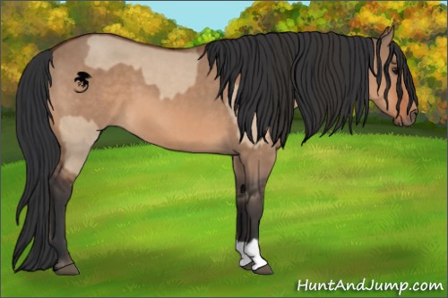 Horse Color:Bay Dun  and Bay Dun 