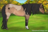 Horse Color:Bay Dun  and Bay Dun 