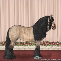 Horse Color:Bay Dun  and Bay Dun 