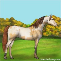 Horse Color:Buckskin Dun  and Buckskin Pearl Dun 