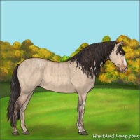 Horse Color:Bay Dun  and Amber Champagne Dun 