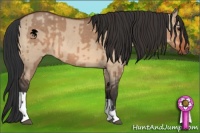 Horse Color:Bay Dun  and Bay Dun 