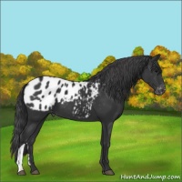 Horse Color:Black Appaloosa 