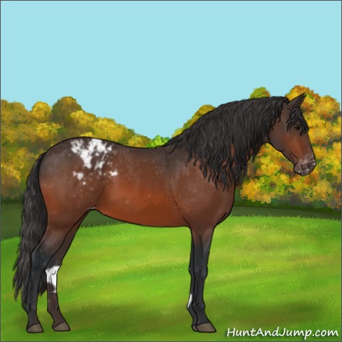 Horse Color:Bay Appaloosa 