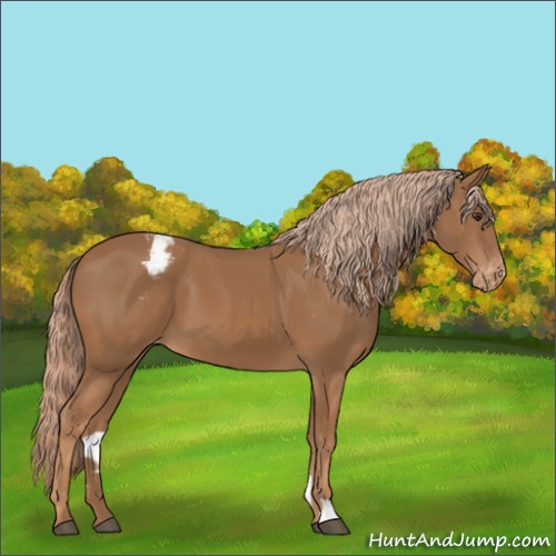 Horse Color:Chestnut Appaloosa 