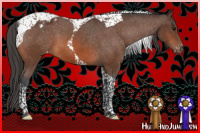Horse Color:Bay Tobiano Blanket 