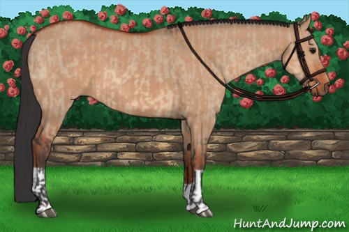 Horse Color:Bay Dun and Bay Dun