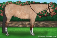Horse Color:Bay Dun  and Bay Dun 