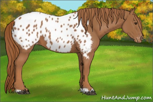 Horse Color:Chestnut Appaloosa
