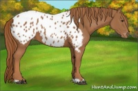Horse Color:Chestnut Appaloosa