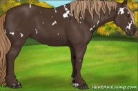 Horse Color:White Spotted Liver Chestnut 
