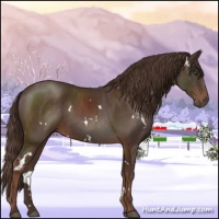Horse Color:White Spotted Liver Chestnut 