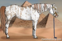 Horse Color:Liver Red Dun and White Spotted Liver Red Dun