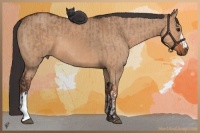 Horse Color:Brown Dun  and Bay Dun 