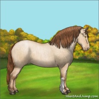 Horse Color:Bay Pearl Dun  and Buckskin Pearl Dun 