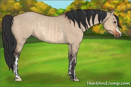 Horse Color:Brown Dun  and Brown Dun Rabicano 