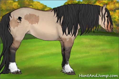 Horse Color:Bay Dun  and Bay Dun 