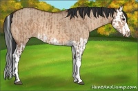 Horse Color:Bay Dun and Bay Dun Splash