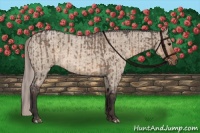 Horse Color:Brown Roan Dun  and Silver Brown Roan Dun 
