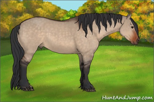 Horse Color:Brown Dun and Brown Dun