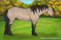 Horse Color:Brown Dun and Brown Dun