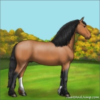 Horse Color:Bay 