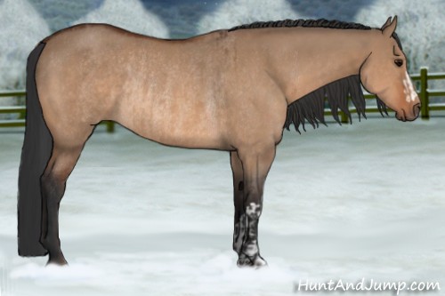Horse Color:Bay Dun  and Bay Dun Rabicano 