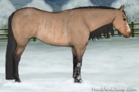 Horse Color:Bay Dun and Bay Dun Rabicano