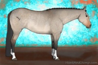 Horse Color:Bay Dun  and Bay Dun Rabicano 