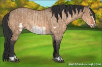 Horse Color:Bay Dun  and Bay Dun Frame 