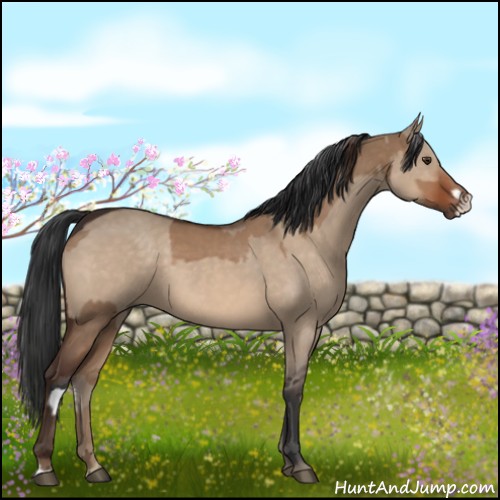 Horse Color:Liver Red Dun  and Brown Dun 