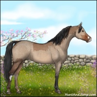 Horse Color:Liver Red Dun  and Brown Dun 