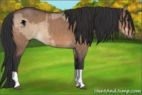 Horse Color:Brown Dun  and Brown Dun 