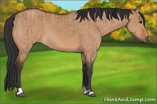 Horse Color:Bay Dun  and Bay Dun 