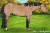 Horse Color:Bay Dun  and Bay Dun 