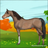 Horse Color:Bay Dun  and Liver Red Dun 