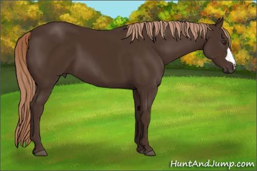Horse Color:Liver Chestnut 